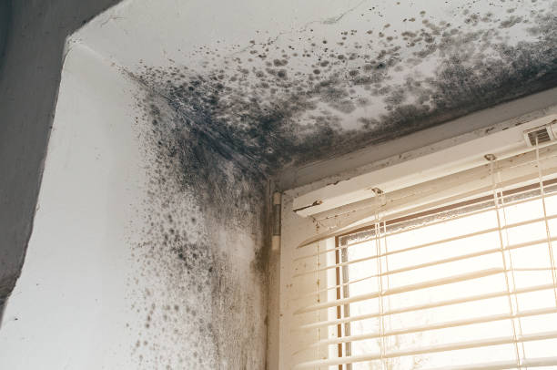 Affordable Hvac And Air Duct Mold Remediation solutions in Robbinsville, NJ